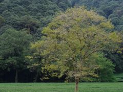 -西湖风景区十里琅珰-五云山