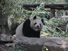 -都江堰中华大熊猫苑