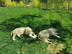 -北京野生动物园