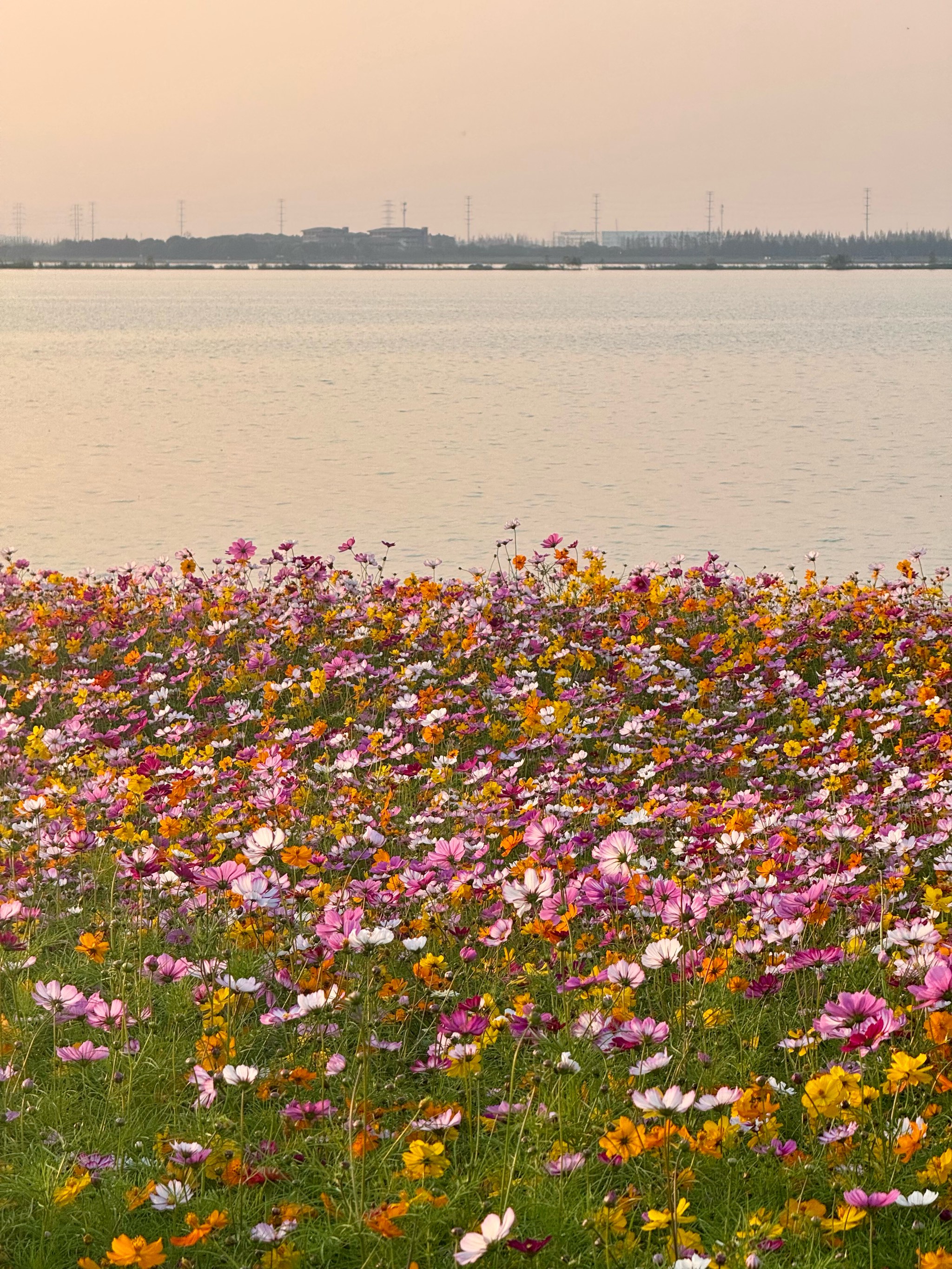 淀山湖花海公园图片