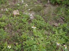 -广西壮族自治区药用植物园