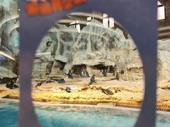 -帝企鹅自助餐厅•儿童岛•真企鹅(长隆企鹅酒店)