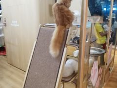 -屋虎猫馆(宝安大仟里店)