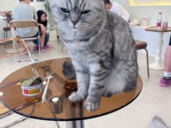 -共舞时光猫咖·狗咖(新街口店)