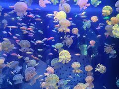 -海合安青岛极地海洋公园