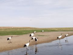 -黑龙江扎龙生态旅游区