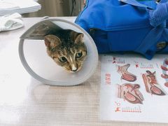 -荔康动物医院(康王北路店)