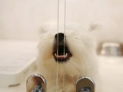 -翊宠yipet猫狗购宠庄园