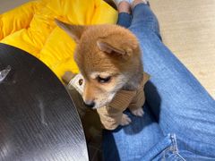 -逗柴咖啡屋·狗咖猫咖宠物桌游