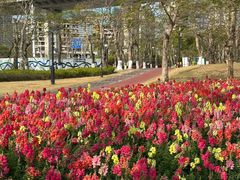 -芒洲湿地公园