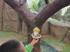 -西霞口神雕山野生动物世界