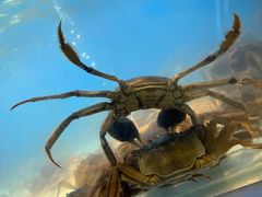 鲜活大闸蟹-喜庭海鲜自助(来福士店)