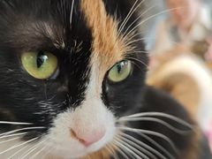 -平行世界·猫咖(首经贸店)