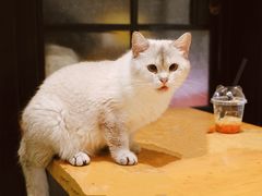 -猫色咖啡·猫咖