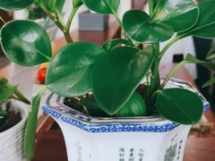 -张钰强中医正骨推拿连锁(唐家人才公寓店)
