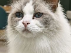-安格丽娜·狗咖·猫咖羊驼咖(春熙路百盛商场店)