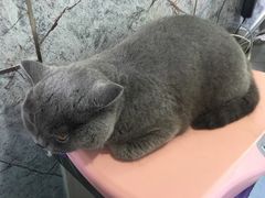 -小伙伴宠物医院·CT·骨科·眼科(高新店)