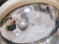 -北京观赏动物医院·24小时大型综合·猫专科·异宠专科