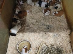 -上海大自然野生昆虫馆(东方明珠·爬宠昆虫探索中心)