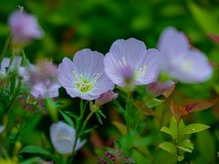 -贵阳市花溪国家城市湿地公园