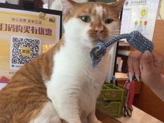 -瑞派申生动物医院·24H夜诊·国际动物医疗中心·骨外科(吴中路店)