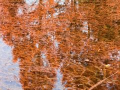 -白鹭湾湿地公园