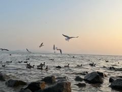 -深圳湾公园(南山区)