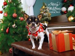 -超宠爱宠物摄影-Super pet