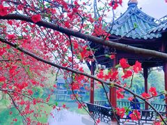 -棠湖公园