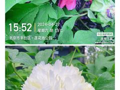 -莲花池公园