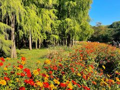 -上海共青森林公园