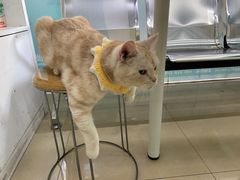 -瑞派动物医院·猫专科·至诚(江南中分院)