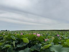 -洪湖生态旅游区