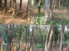 -香市公园-中国沉香文化博物馆