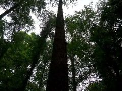 -西湖风景区-江洋畈生态公园