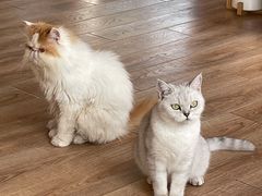 -猫的茶·猫咖