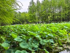 -长广溪湿地公园