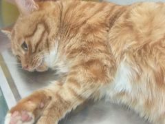 -汪喵宠物医院·骨科心脏影像·犬猫急重症ICU诊疗中心(成华分院)