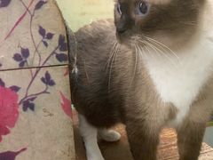 -猫咪博物馆(顶澳仔猫街店)