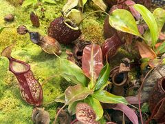 -国家植物园南园