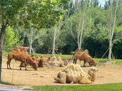 -北京野生动物园