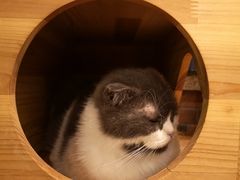 -more than meow吴止猫主题餐厅(承德 中船汇店)