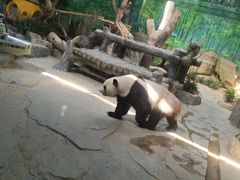 -灵玲国际马戏城
