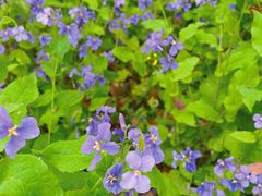 -上海共青森林公园