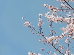 -顾村公园