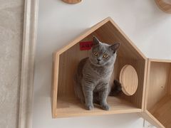 -Catmate·猫肥家润(金润铂宫店)