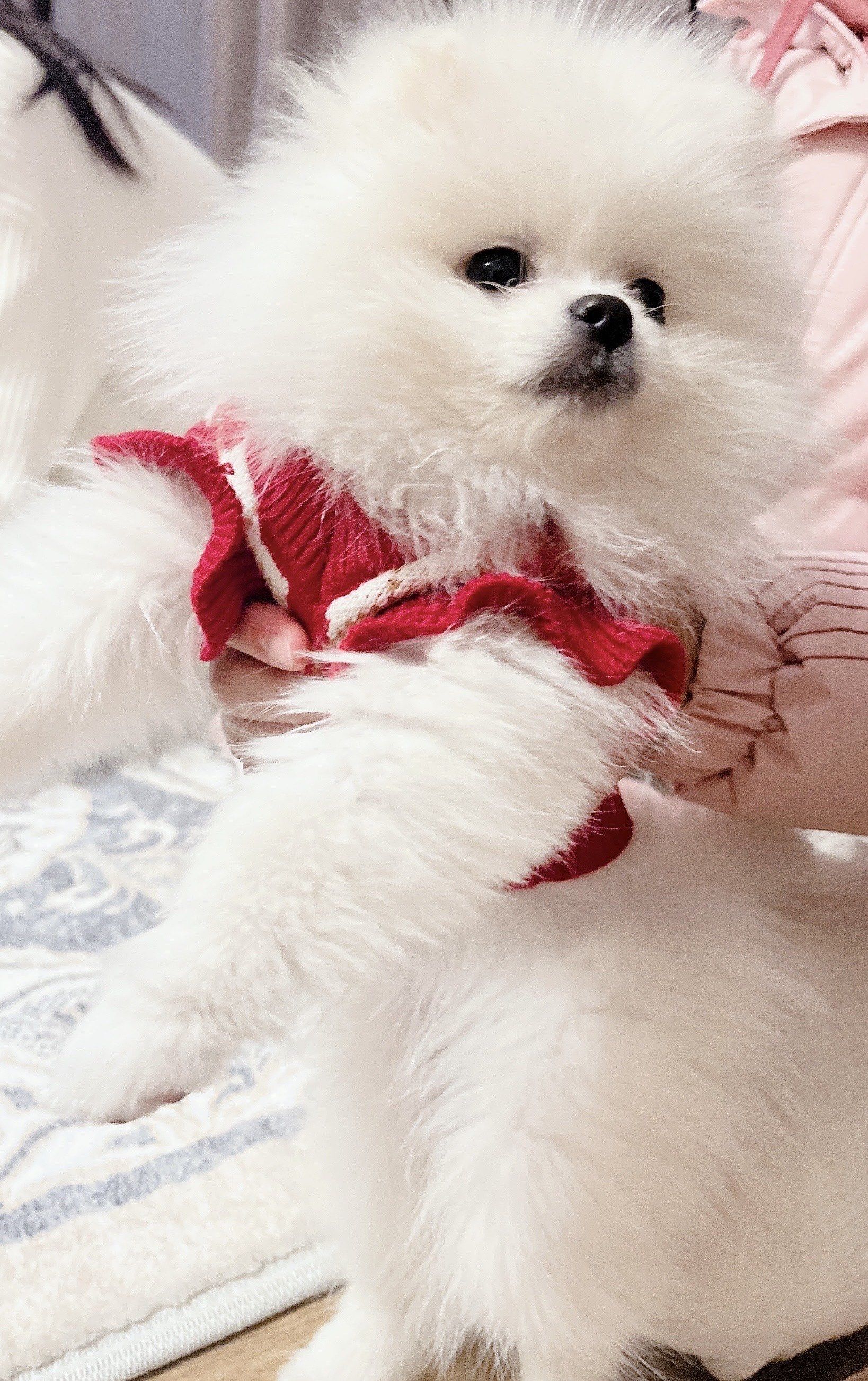 狗狗萌态百看不厌