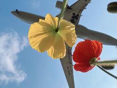 -空港花田景区