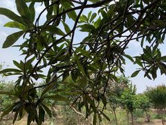 -塘栖枇杷特色园区