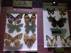 -上海昆虫博物馆